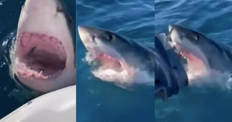 Une famille australienne attaquée par un grand requin blanc a vécu une scène digne des « Dents de la mer »