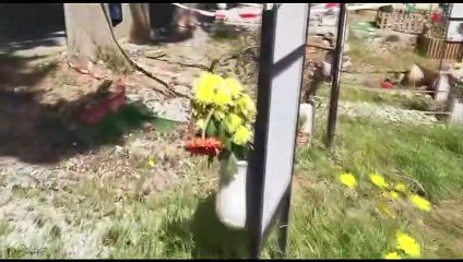 Quaranta cipressi pericolanti da abbattere al cimitero dei Rotoli di Palermo