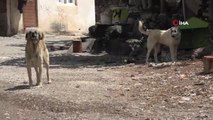 Sokak köpekleri mahallelinin kabusu oldu... Köpek saldırısında elinden ısırılan Vedat Durnan: 