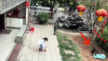 Voici le chien le plus intelligent du monde... un vrai héros