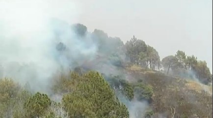 ਨਹੀਂ ਰੁਕ ਰਹੀ Solan ਦੇ ਕੰਡਾਘਾਟ 'ਚ ਲੱਗੀ ਅੱਗ; 200 ਹੈਕਟੇਅਰ ਜੰਗਲ ਸੜ ਕੇ ਸੁਆਹ  @ABP Sanjha