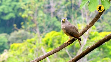 Скачать видео: Especies endémicas en peligro crítico en República Dominicana