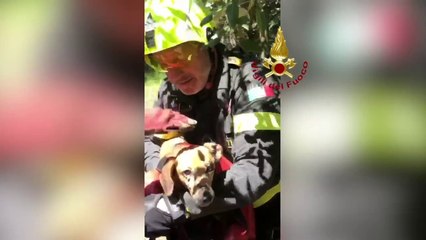 Vigili del Fuoco salvano cane caduto in un dirupo nel Pontino