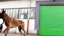 Rottweiler Vs Berger Belge Malinois