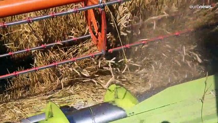 Wege aus der Getreidekrise: Georgien setzt auf 5 "vergessene" Weizenarten