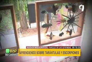 "Aprendo jugando": propuesta te invita a conocer tarántulas y escorpiones del Parque de las Leyendas