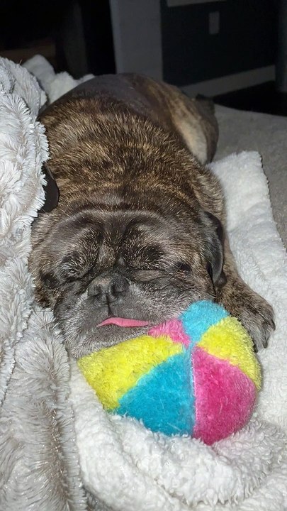 Pug Snores on Toy Ball with Tongue Hanging Out