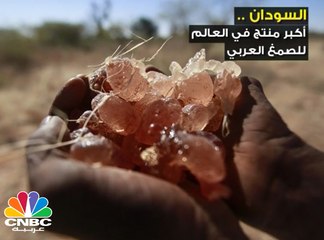 الصمغ العربي في السودان .. ثروة حقيقية