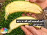 موز غني بفيتامين A .. ينقذ مئات الأطفال حول العالم