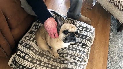Dog owner's horror after Mercedes runs over pet
