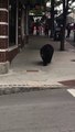 Police Help Escort Black Bear in Downtown Asheville to Safety