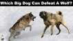 5 Canines That Can Defeat A Wolf