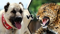 Who would win in a fight between a KANGAL and a LEOPARD?