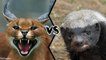 Who Will Win A Legendary Battle Between CARACAL AND HONEY BADGER?