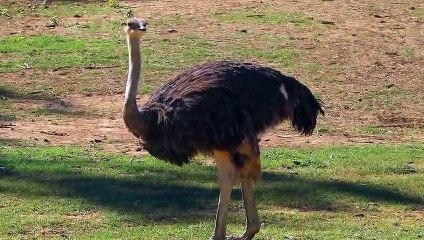 OSTRICH VS CASSOWARY - Who would win
