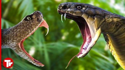 Who will win the confrontation between a king cobra and a python?