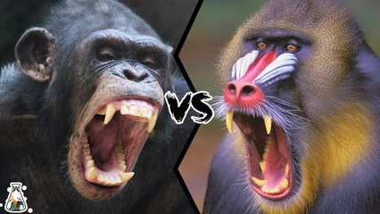 Which is the most powerful: the Chimpanzee or the Mandrill?