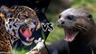 WHO WOULD WIN IN A FIGHT BETWEEN A JAGUAR AND A GIANT OTTER?