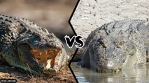 Who is the more powerful: the NILE CROCODILE or the SALTWATER CROCODILE?