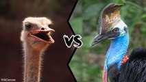 Who would win: OSTRICH or CASSOWARY?