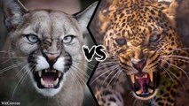 Who will win the struggle between the COUGAR and the LEOPARD?