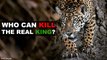 , you will not believe that There Are 5 Animals That Can Defeat A Jaguar