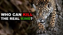 , you will not believe that There Are 5 Animals That Can Defeat A Jaguar