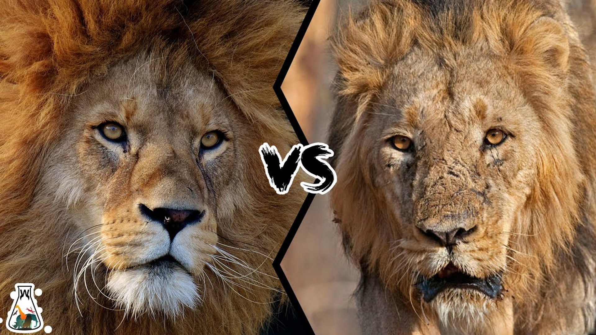 Which is the strongest: the African Lion or the Asian Lion