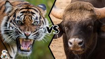 Who will win in a fight between a Bengal Tiger and an Indian Gaur?