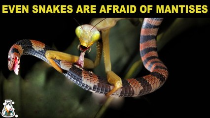 Is it Possible for a Praying Mantis to Kill a Snake?