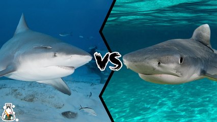 What if a BULL SHARK fought a TIGER SHARK?