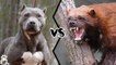 What If a PITBULL and a Wolverine Fought? who would win?