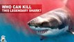 5 Animals Capable of Defeating a Great White Shark