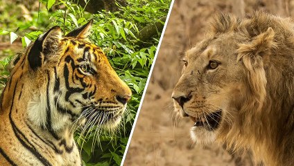 WHO IS THE KING OF ASIA: THE ASIATIC LION OR THE BENGAL TIGER?