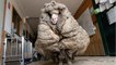Environnement : ce mouton sauvage a été délesté de 35 kg de laine