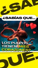 ¿Sabías que los pulpo tienen tres corazones?