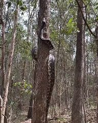 Python Climbs Tree
