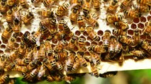 Llamado de expertos para proteger al insecto más importante del mundo: La abeja