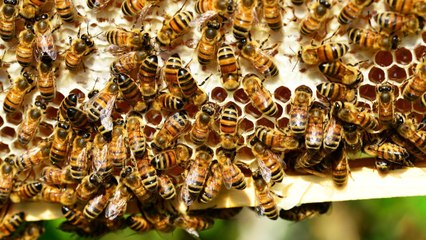 Llamado de expertos para proteger al insecto más importante del mundo: La abeja