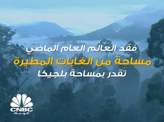 لماذا تُعد الغابات المطيرة مهمة لنا؟