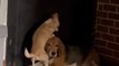 Naughty Chihuahua Hilariously Annoys Beagle