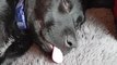 Adorable Puppy Sleeps With His Tounge Out