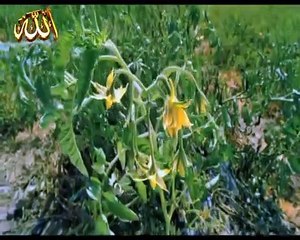 النحل من آيات الله : شاهد أحواله وأعماله وعجائبه /Bees are among the signs of God: witness its conditions, deeds and wonders