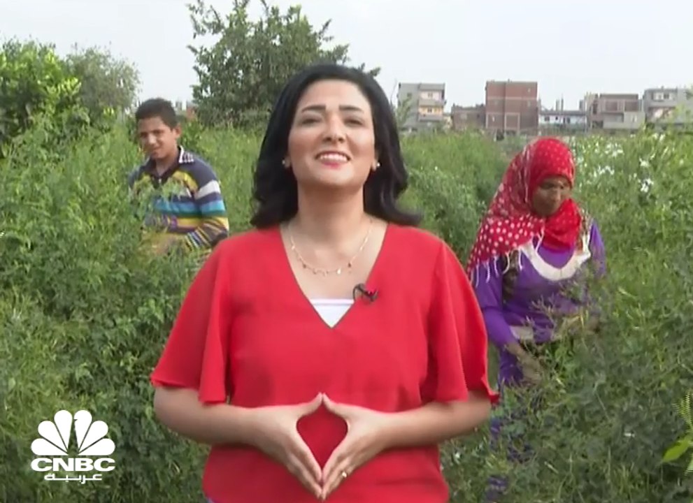 "شبرا بلوله" قرية في مصر تنتج 50% من خام الياسمين بالعالم