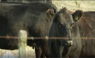 شركات تعبئة اللحوم في الأرجنتين: إعلان التوصل لاتفاق مع الحكومة لإعادة تصدير لحوم البقر جزئيًا