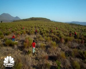 عشبة Rooibos أول محصول إفريقي محمي من أوروبا