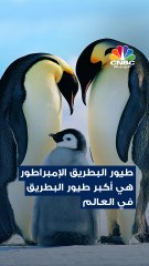 طيور "البطريق الإمبراطور" في خطر .. والسبب التغير المناخي !