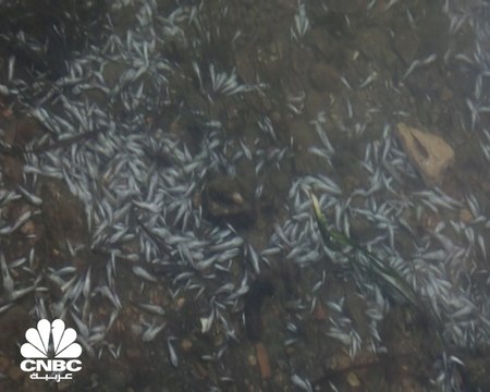 الإسبان غاضبون .. والسبب نفوق 20 طنا من الأسماك