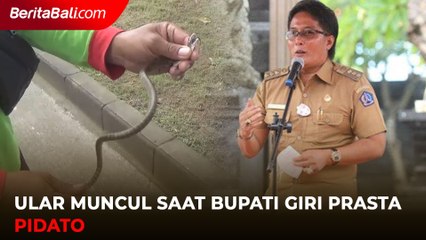 Ular Muncul Saat Bupati Giri Prasta Pidato