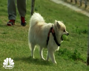 هل من الممكن أن يدفعك قانون حضانة حيوانك الأليف للعدول عن قرار الطلاق ؟